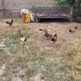Taşkent