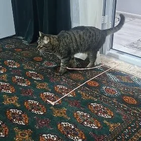 Кот