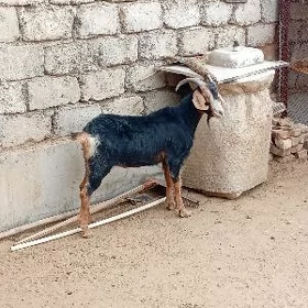 Erkeç