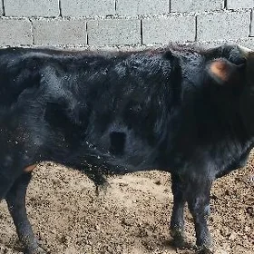 okuzce