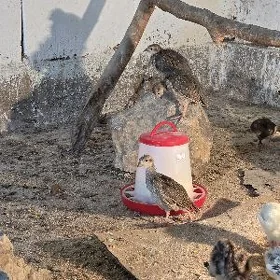 kakilik juje