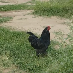HOROZ PARODA