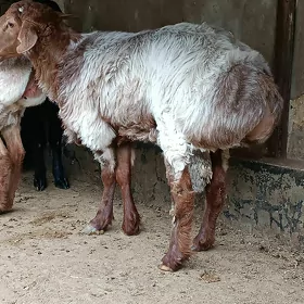 GOÇ