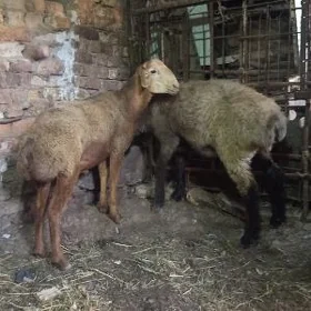 goçlar