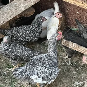 towuk towuklar