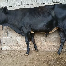 őkiz
