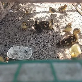UNDUŞGA JÜÝJELERI GUS GUS