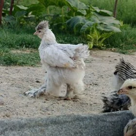 Brama Arassa