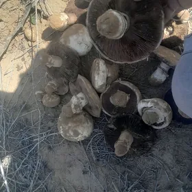 МеллекШатлык