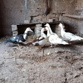 induşka индушка