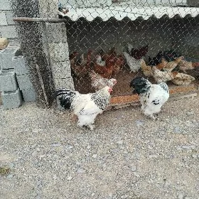 brama horazlar