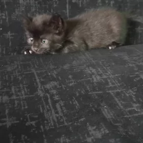 котята