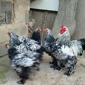 brama yumurtga