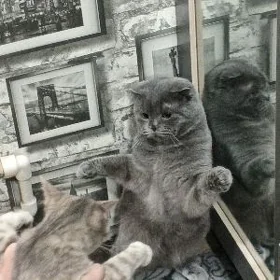 Кошка