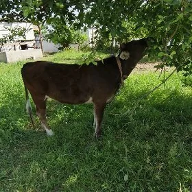 Tuwe arassa 1 yasap gecen