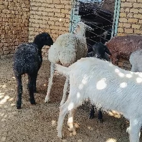 işşek