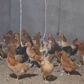 towuk juyje horaz