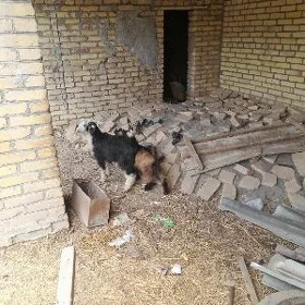 гечи