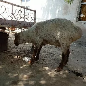 Goç tokly