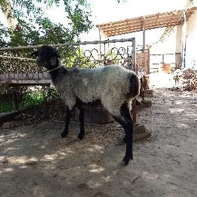 Gysyr goýun
