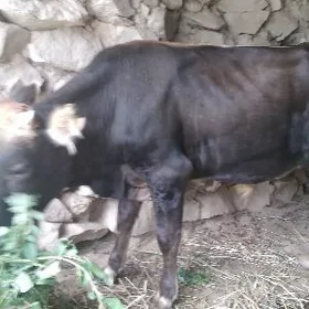 sygyrlar we okuzler