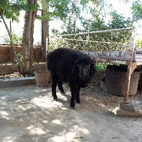 Goç guzy