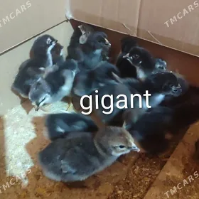 продается цеплята породистые