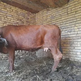 3gezek dogan mal