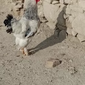 Horaz