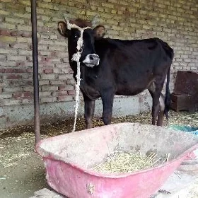 Tüwe Gibrit Tohum 1 ýaş 2 aý