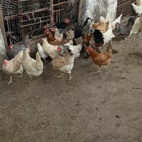 towuklar
