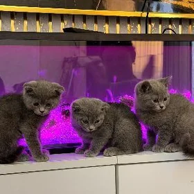 Шотландский и британские котят