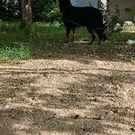 афчарка