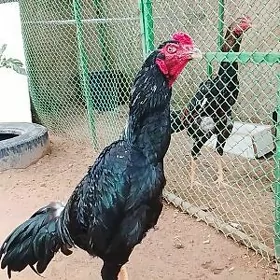 horoz