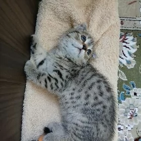 Шотлаские котята.Shotlan pish
