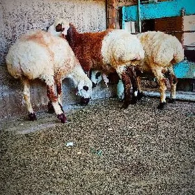 işşek