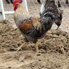 daminant horaz