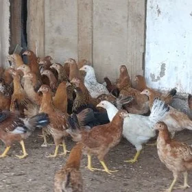 5 aýlyk towuk jüyje