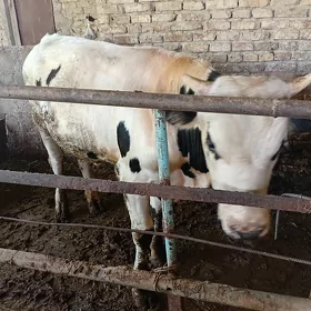 ARASSA ŞWES ÖKÜZ