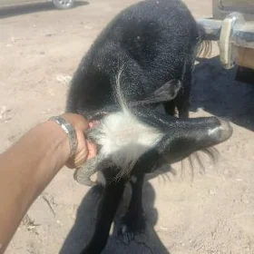 geci