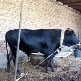 Öküz Gibrit Semiz 2,5 ýaş