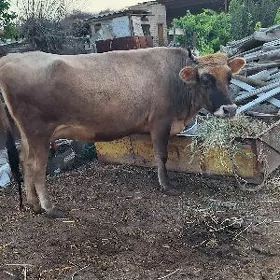 saglyk inak