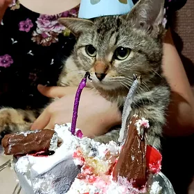 пишик алжага мугт