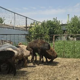 Gisar toklylar