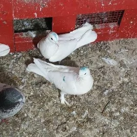 kepderi