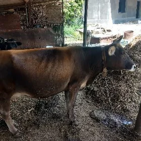 sygyr