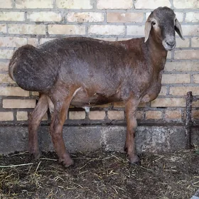 goç