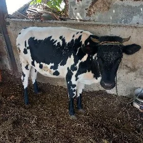 Sygyr
