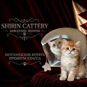 котята шотландские котята
