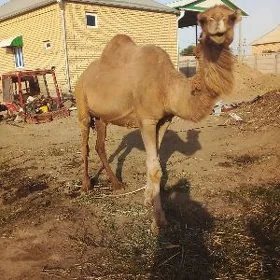 köşekli düýe
